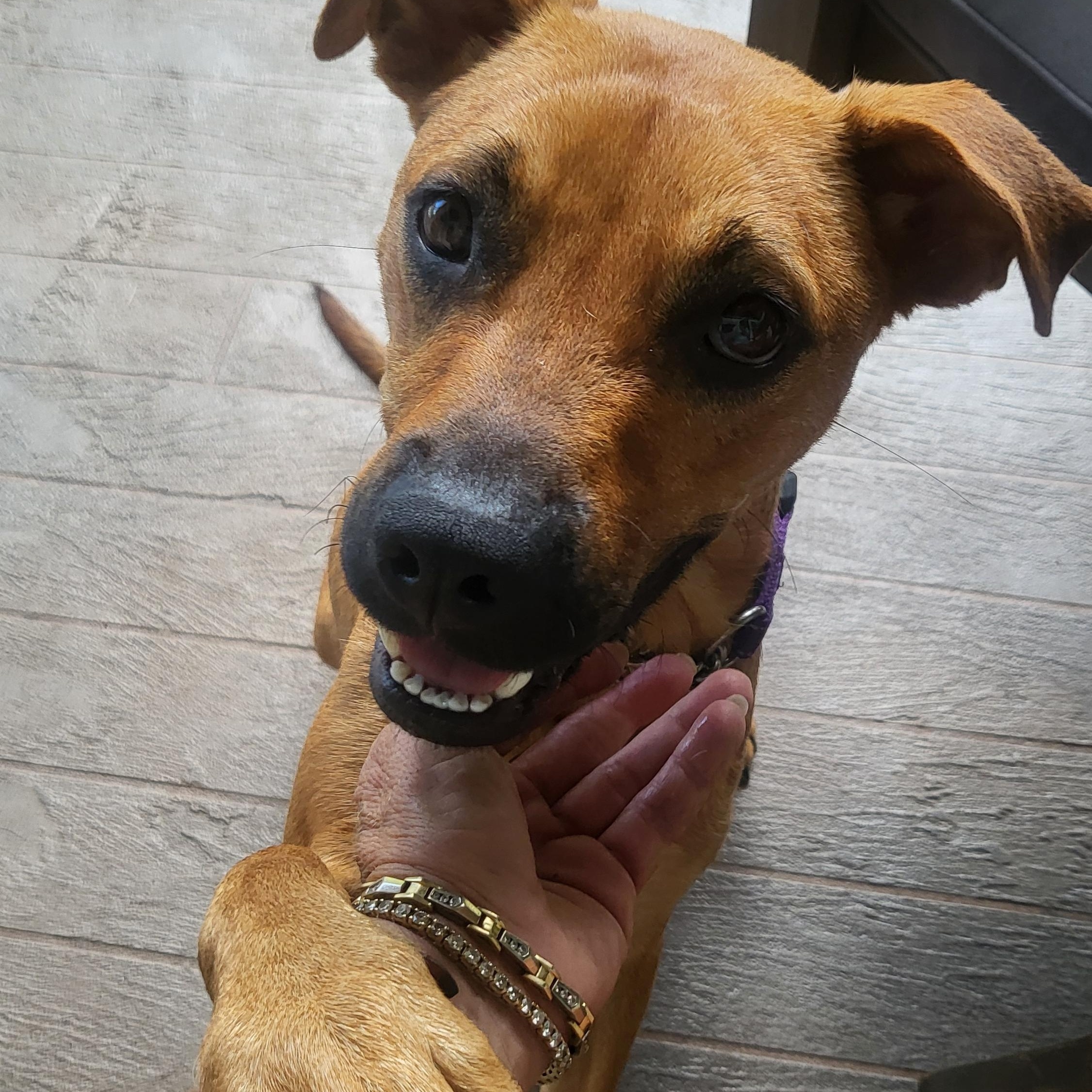 Cinnamon, a Adoptable mixed breed image 2/4