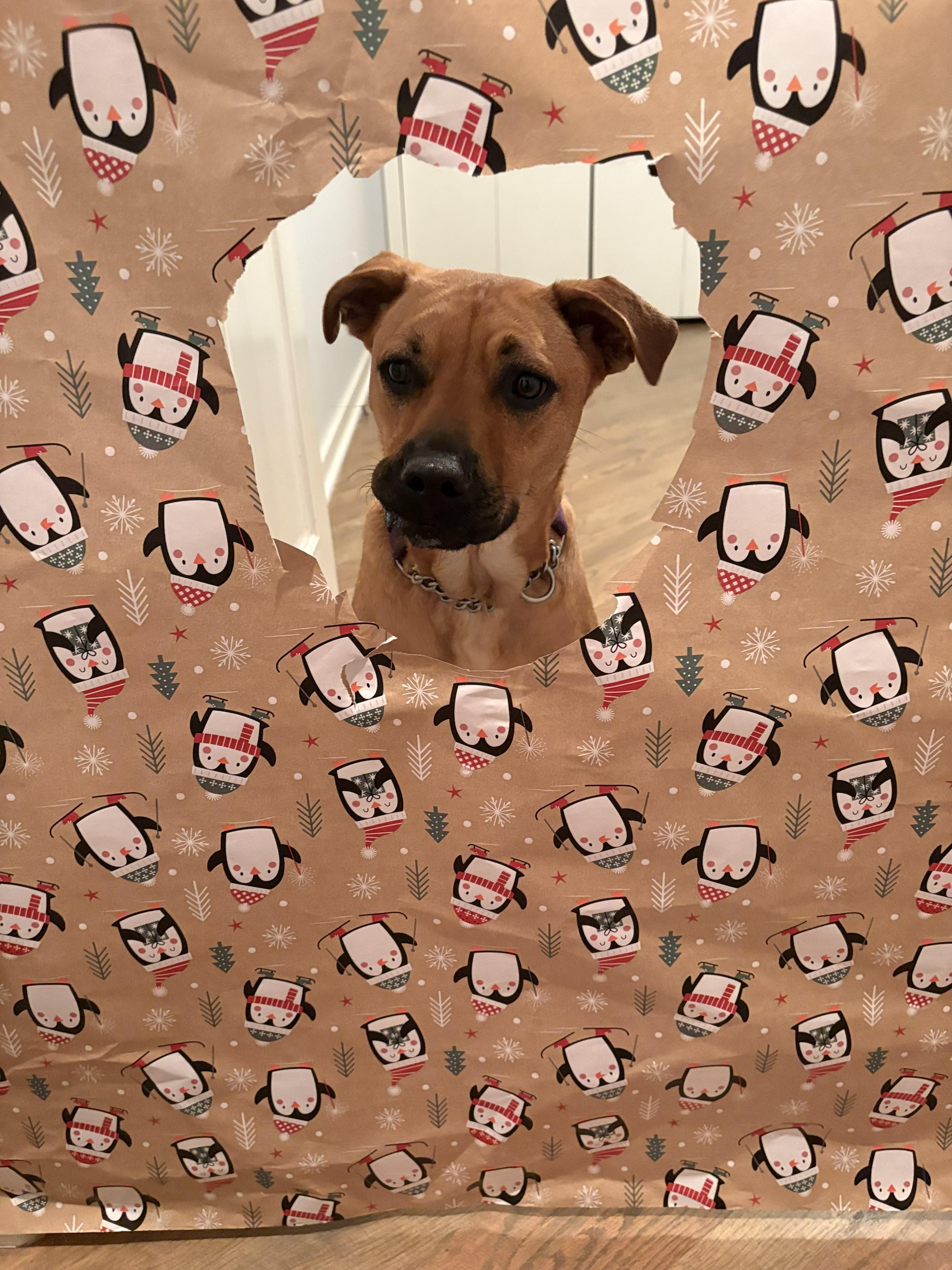 Cinnamon, Adoptable, Young Female Black Mouth Cur.