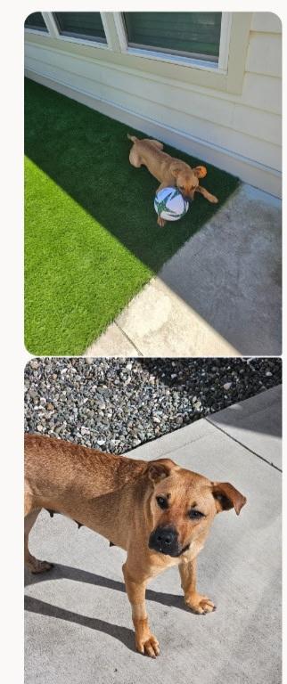 Cinnamon, a Adoptable mixed breed image 3/4