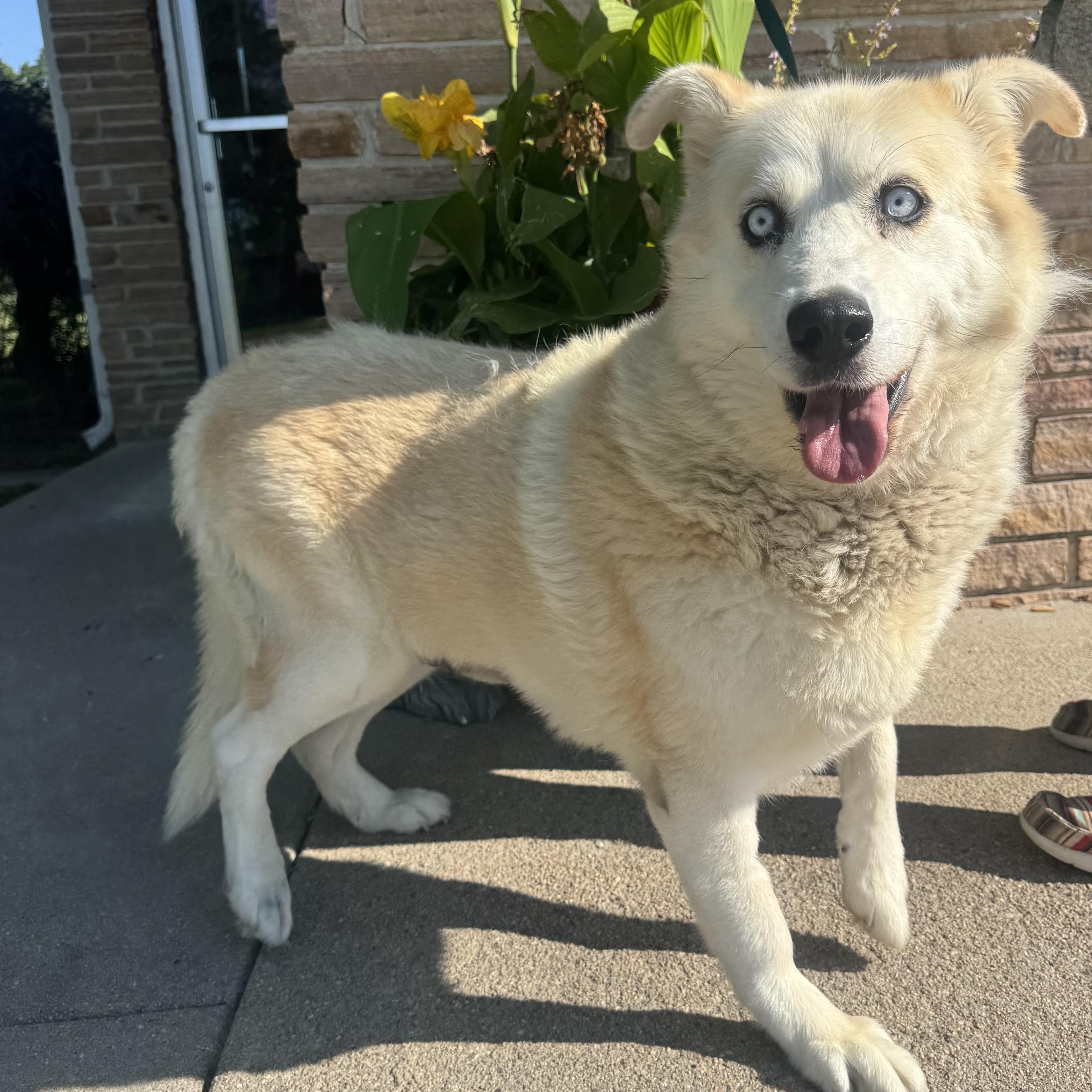 Enlarge Cleo, an adopted mixed breed in Lexington, NE image 1/2