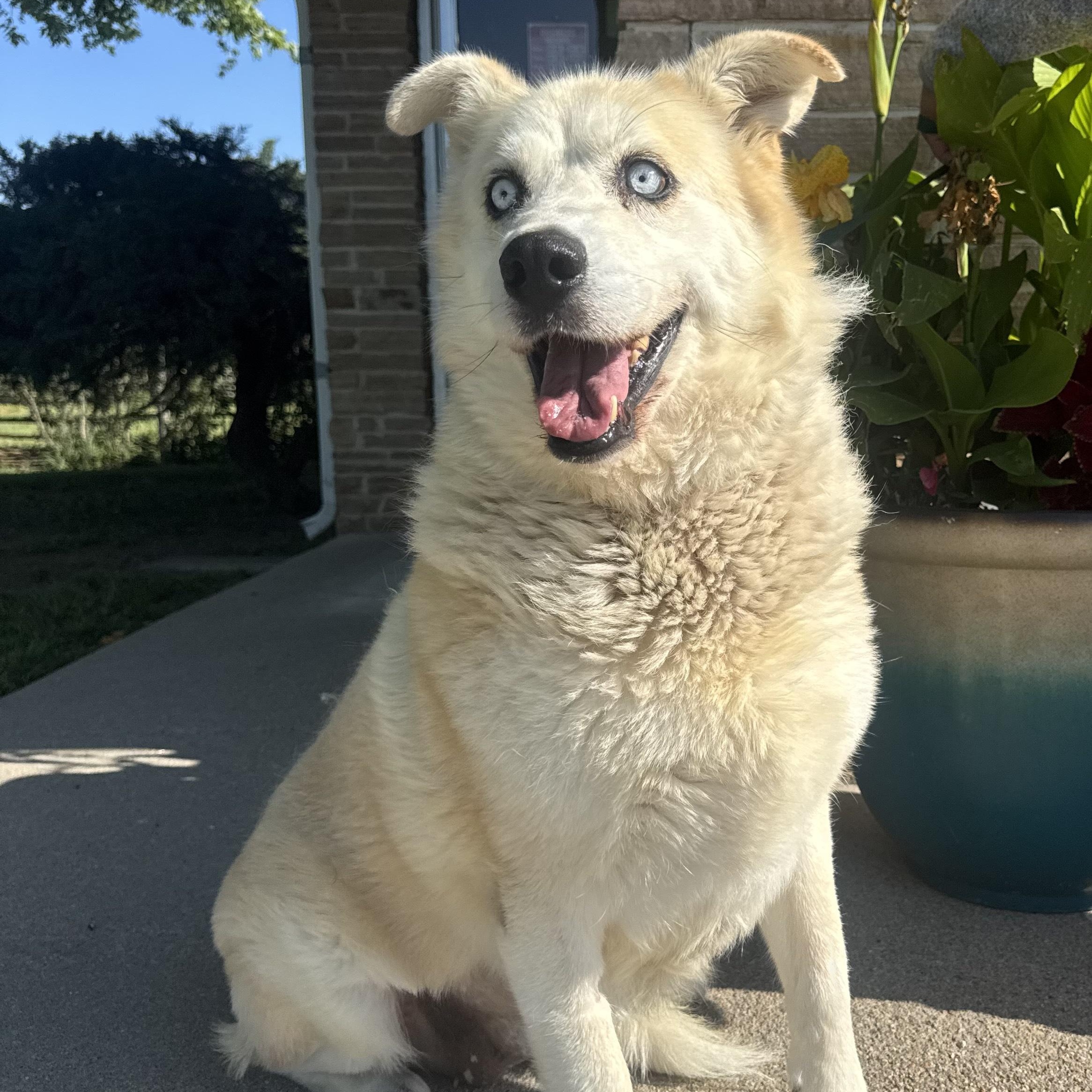 Enlarge Cleo, an adopted mixed breed in Lexington, NE image 2/2