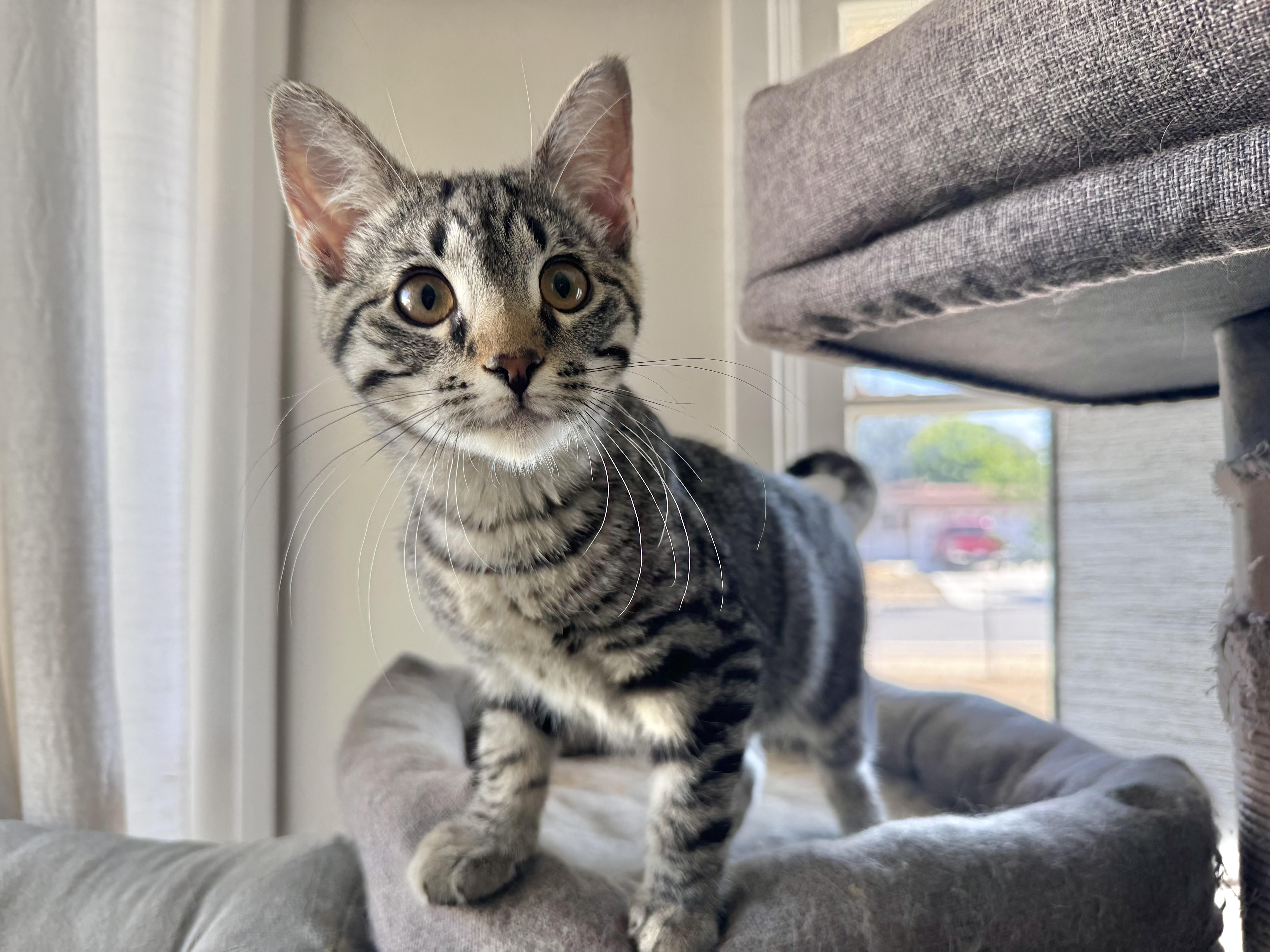 Enlarge Pippin, a ADOPTABLE Domestic Short Hair in Riverside, CA image 4/5