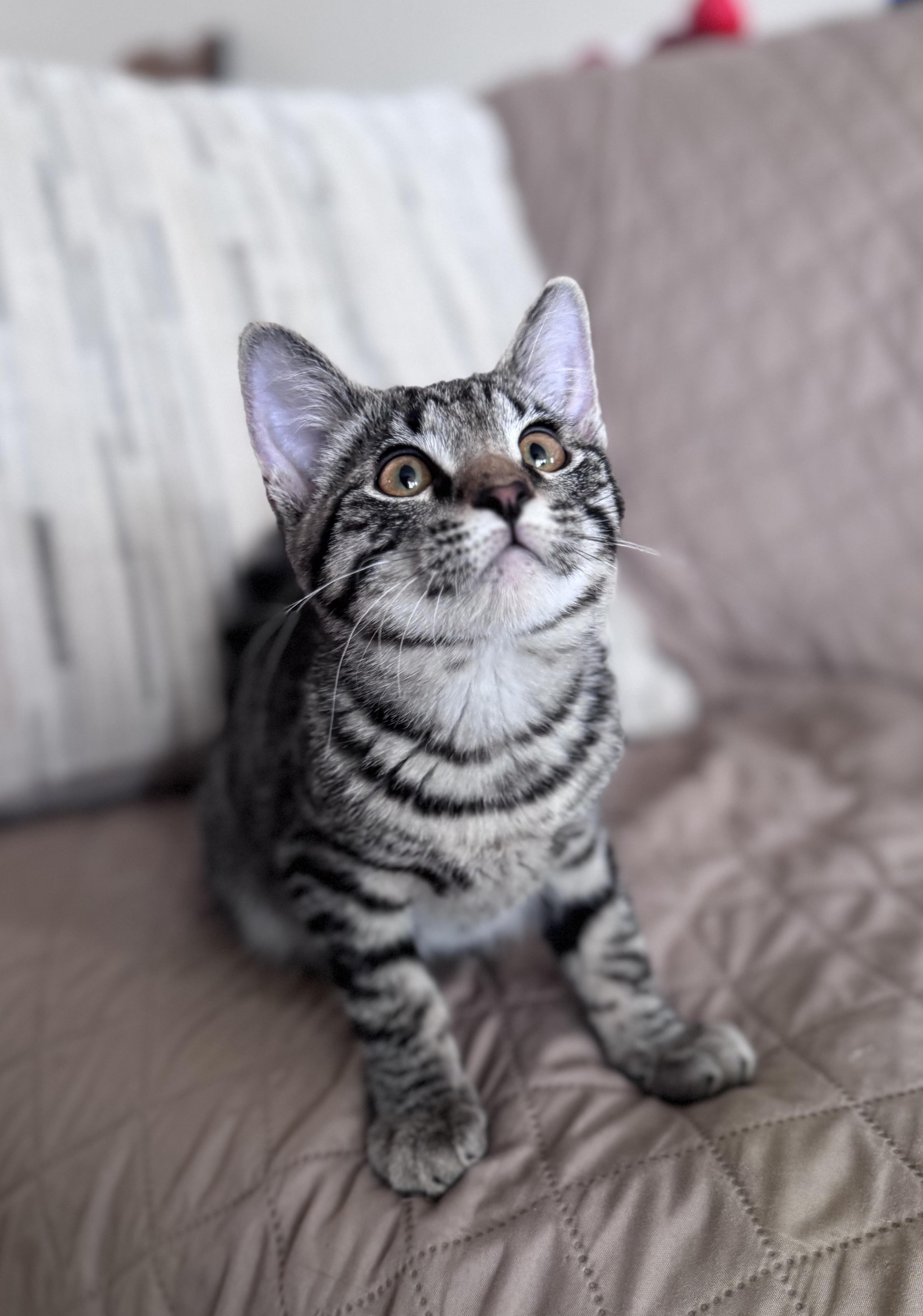 Enlarge Pippin, a ADOPTABLE Domestic Short Hair in Riverside, CA image 3/5