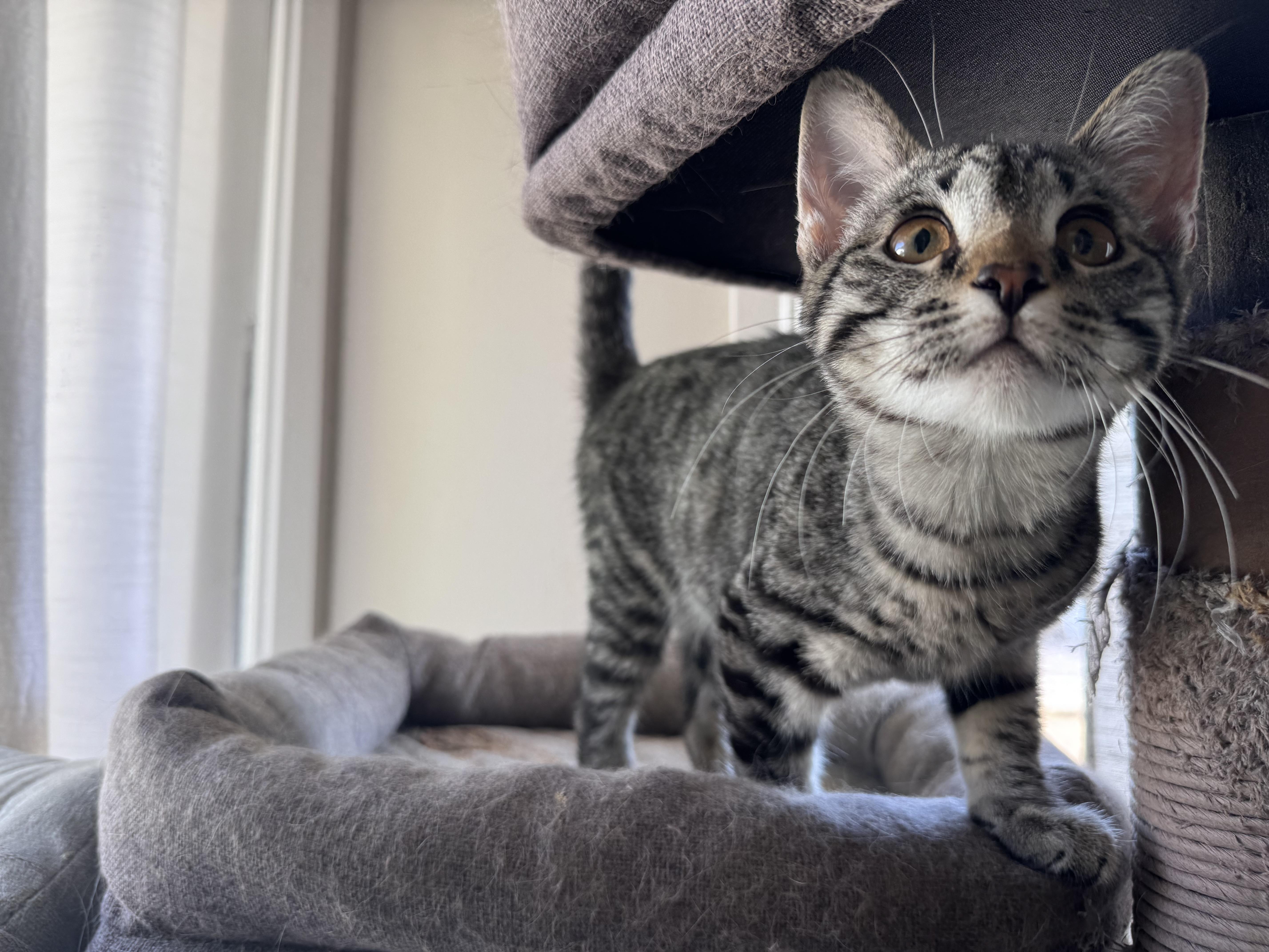 Enlarge Pippin, a ADOPTABLE Domestic Short Hair in Riverside, CA image 5/5