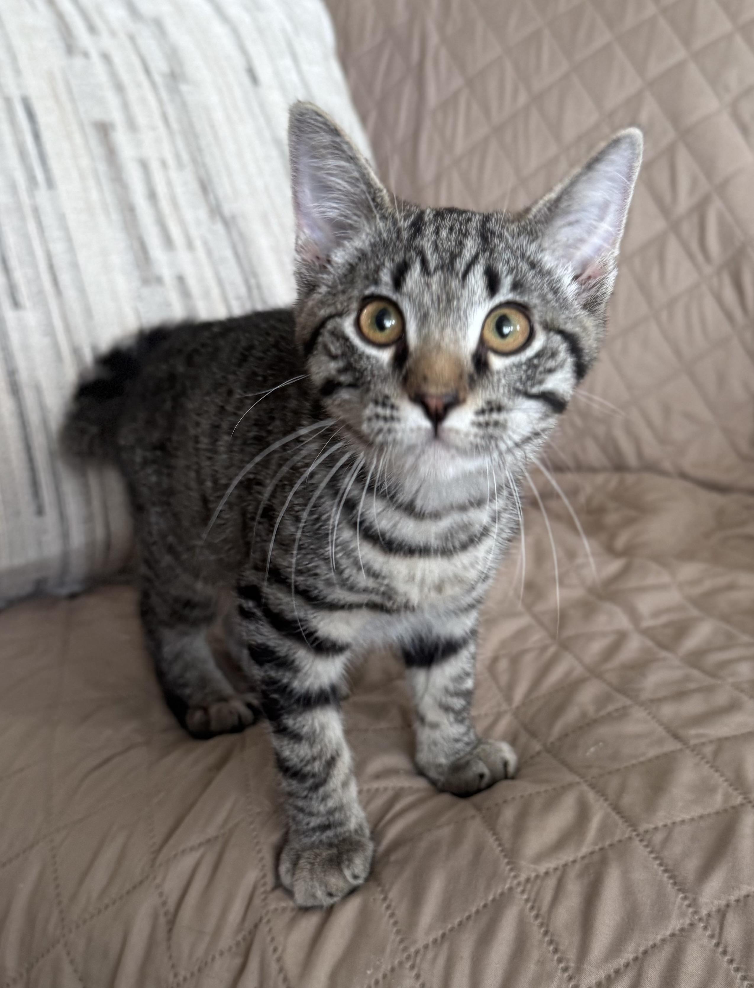 Enlarge Pippin, a ADOPTABLE Domestic Short Hair in Riverside, CA image 2/5