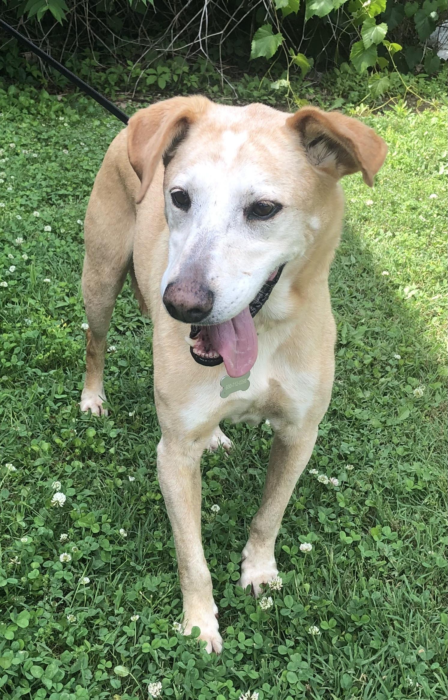 Enlarge Sweetest Sawyer, a Adoptable mixed breed in Indianapolis, IN image 2/4