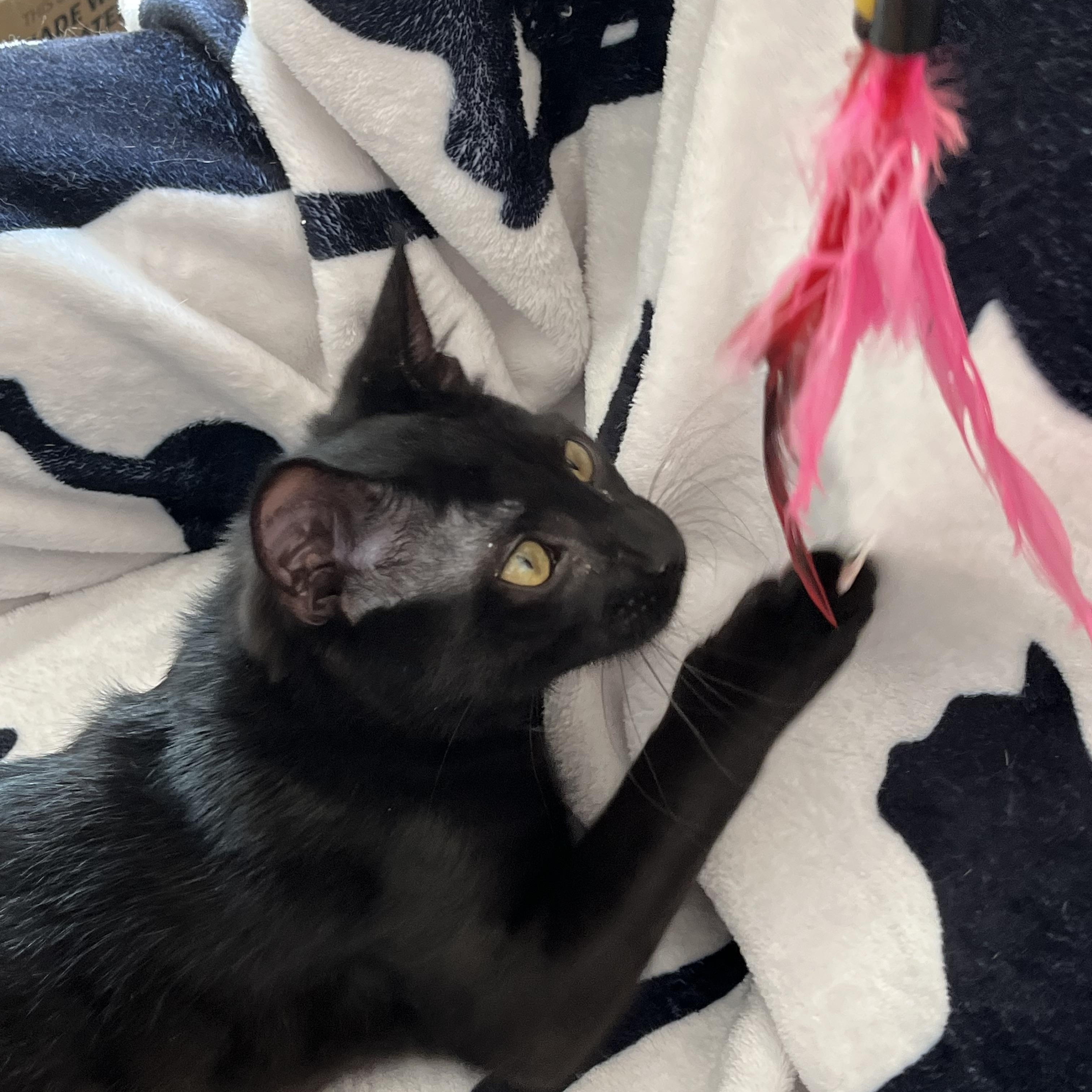 Enlarge Andei, a Adoptable Domestic Short Hair in Apex, NC image 3/6