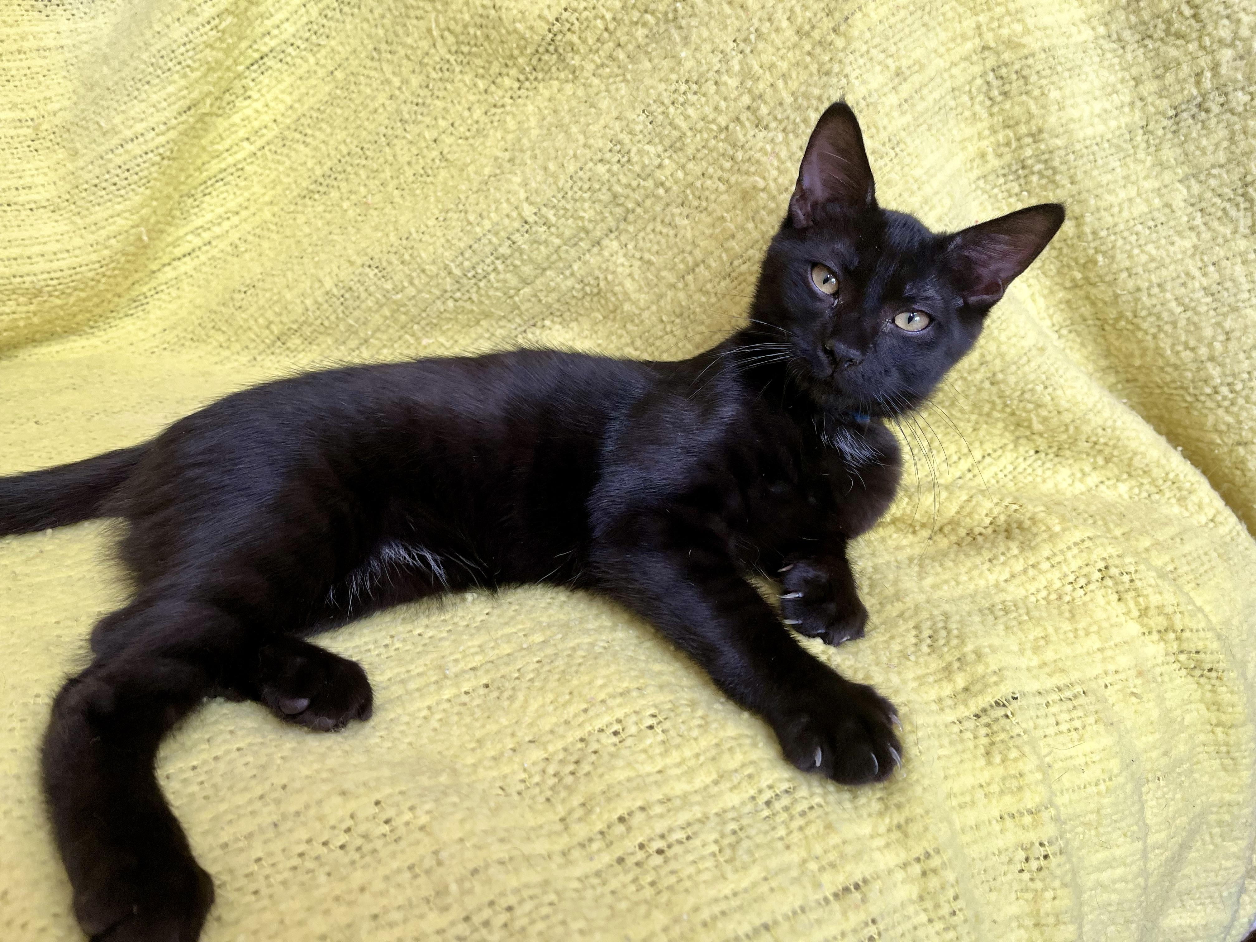 Enlarge Andei, a Adoptable Domestic Short Hair in Apex, NC image 1/6