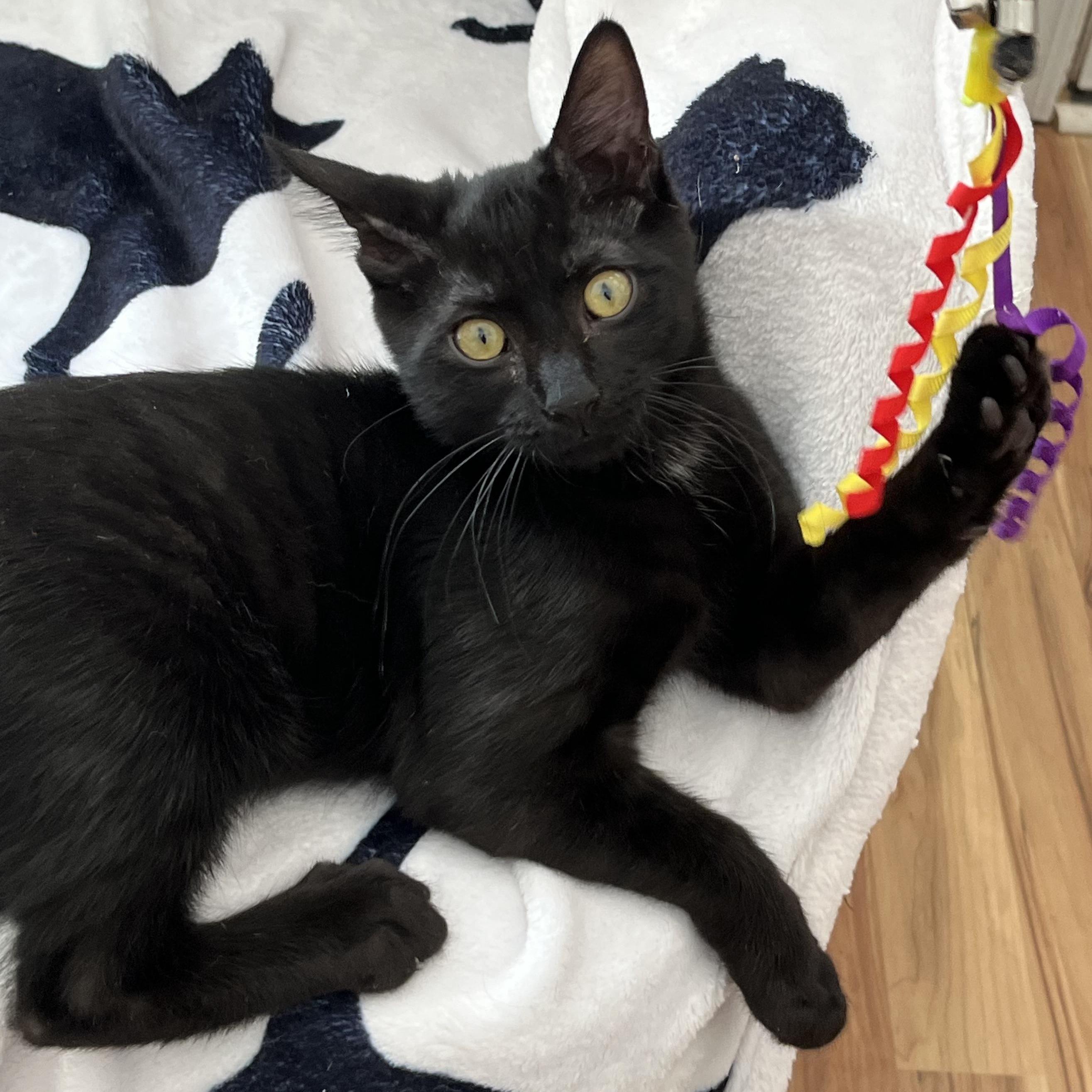 Enlarge Andei, a Adoptable Domestic Short Hair in Apex, NC image 4/6