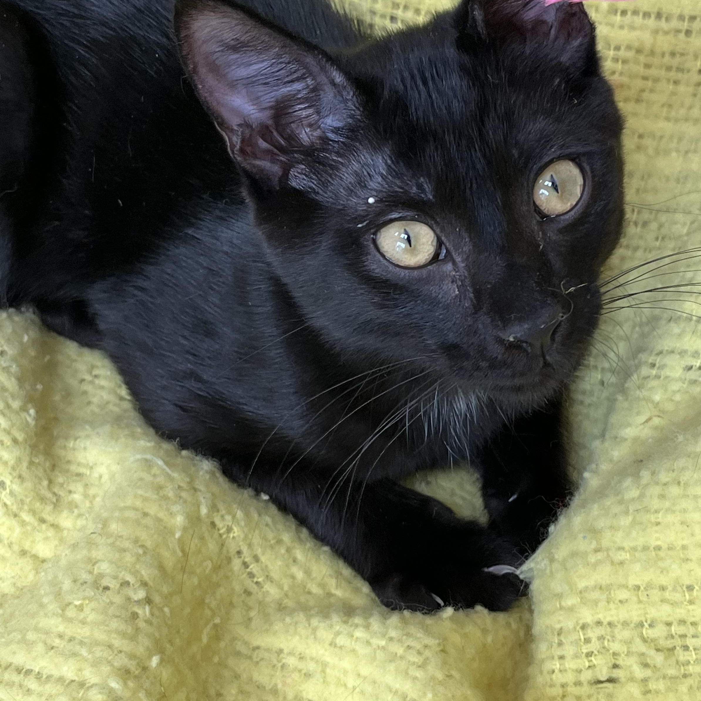 Enlarge Andei, a Adoptable Domestic Short Hair in Apex, NC image 2/6