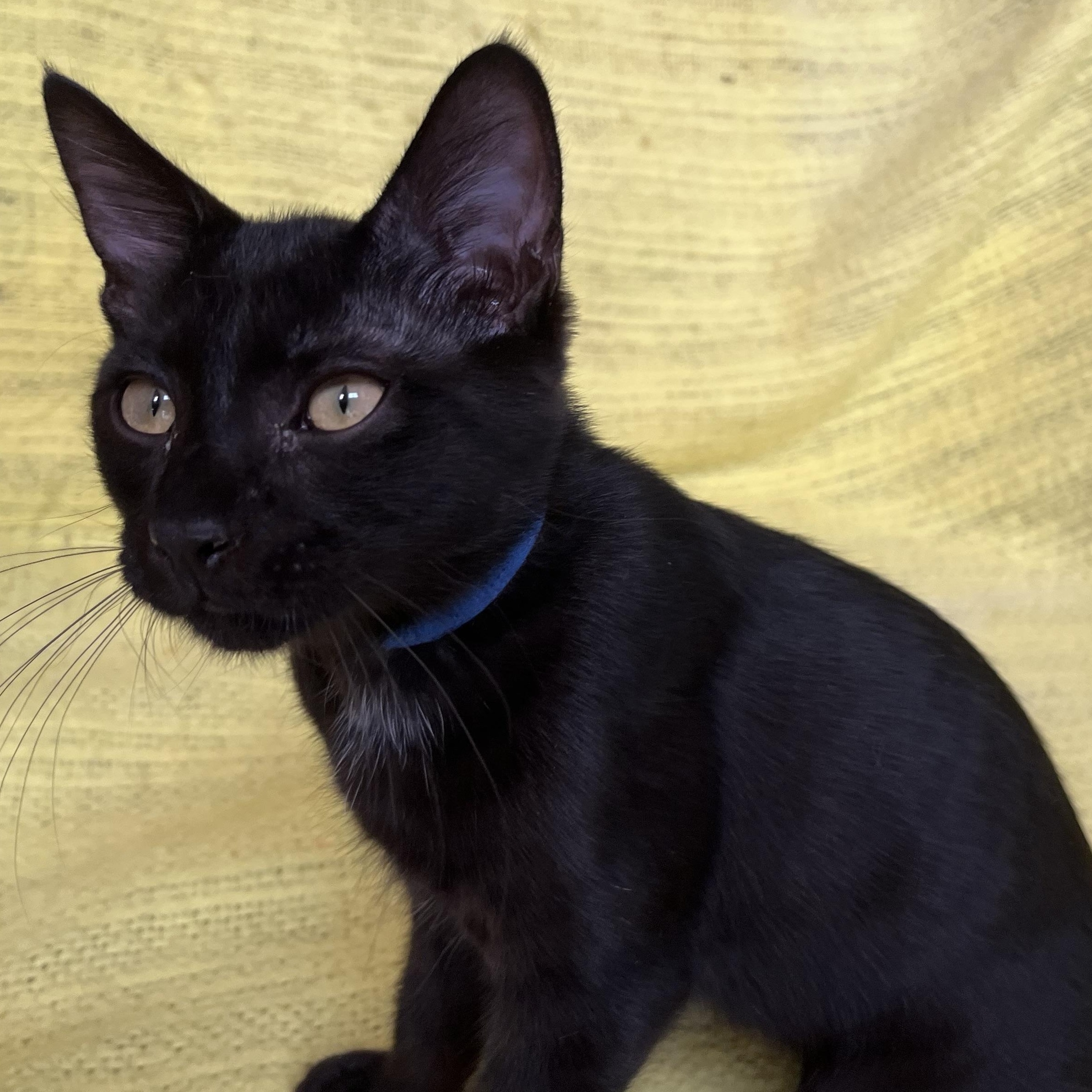 Enlarge Andei, a Adoptable Domestic Short Hair in Apex, NC image 5/6