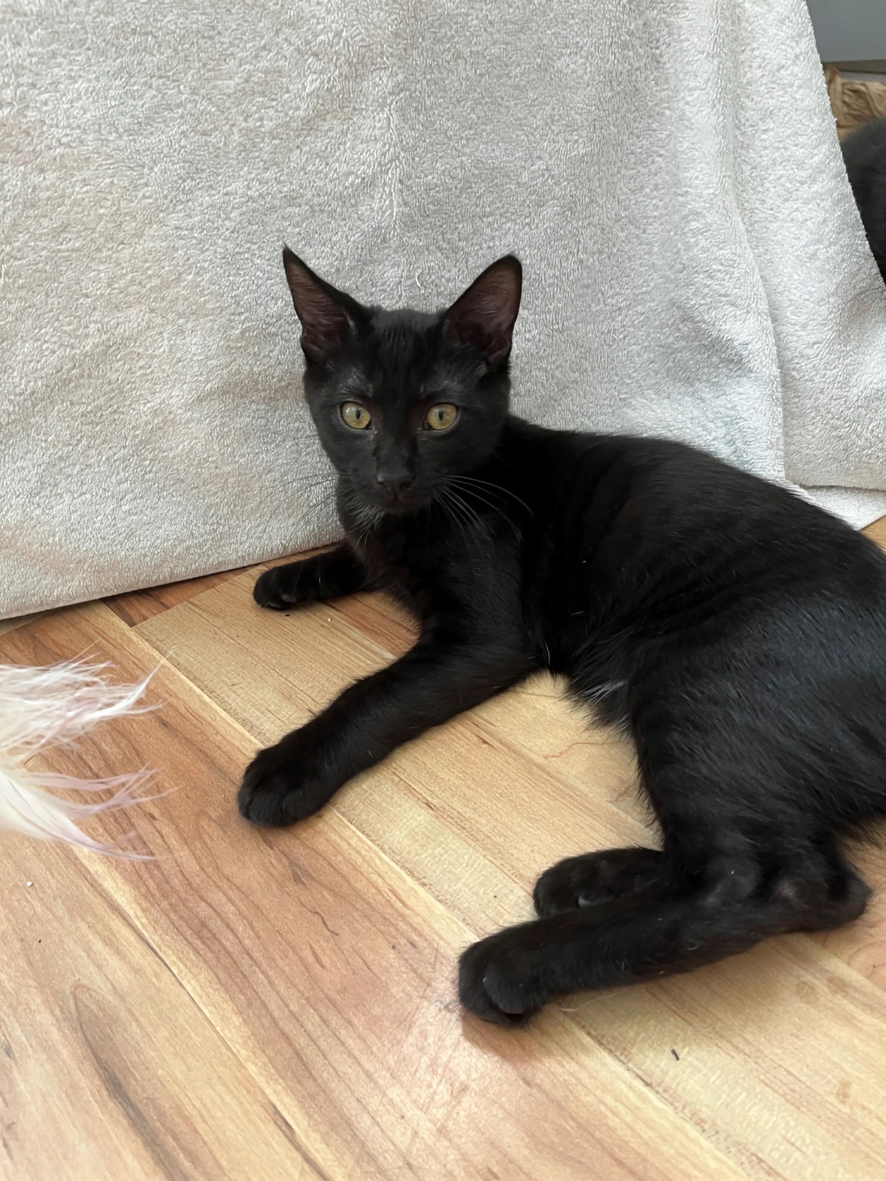 Enlarge Andei, a Adoptable Domestic Short Hair in Apex, NC image 6/6