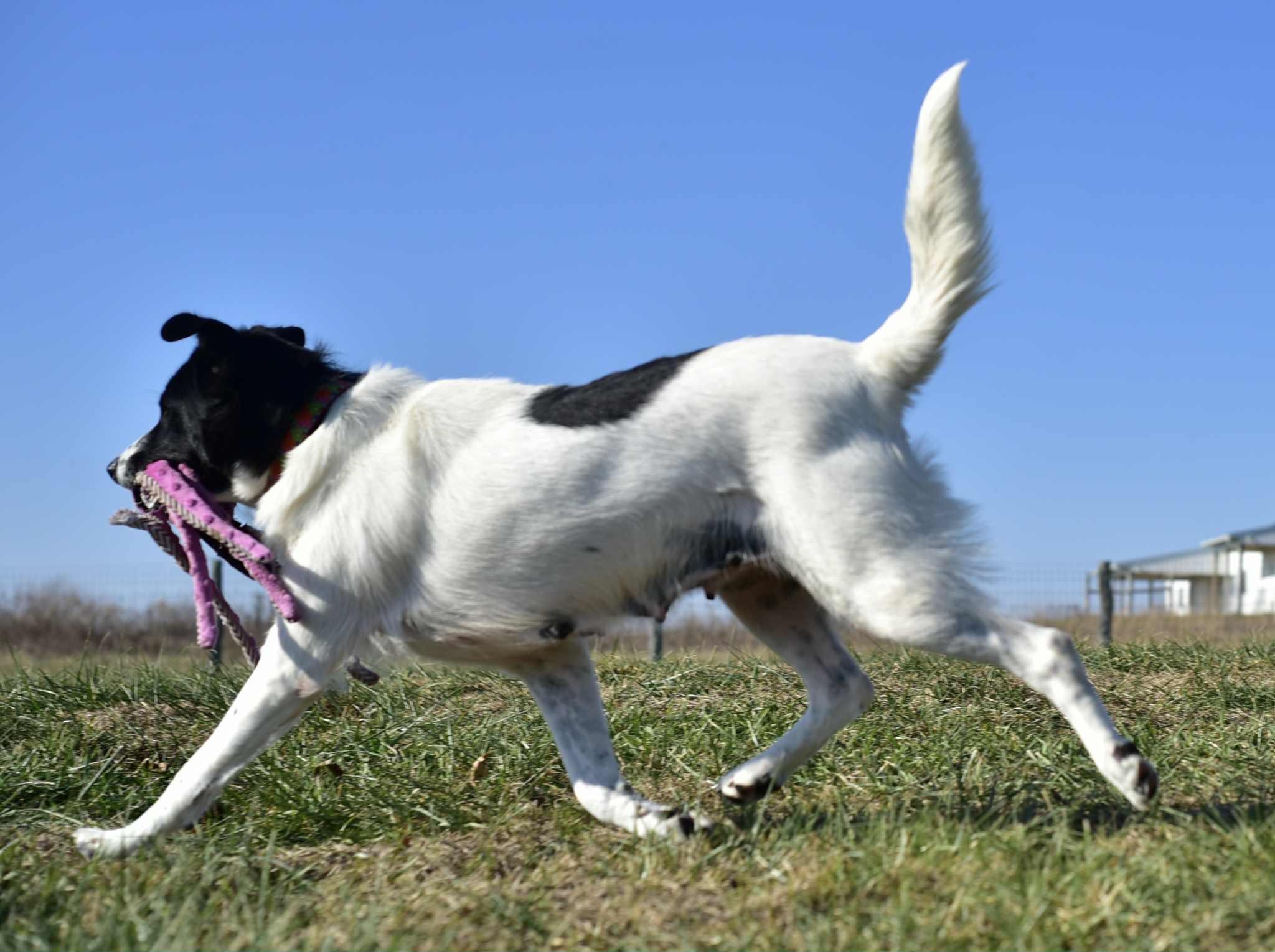 Enlarge Penny, a ADOPTABLE mixed breed in Seymour, IN image 2/4