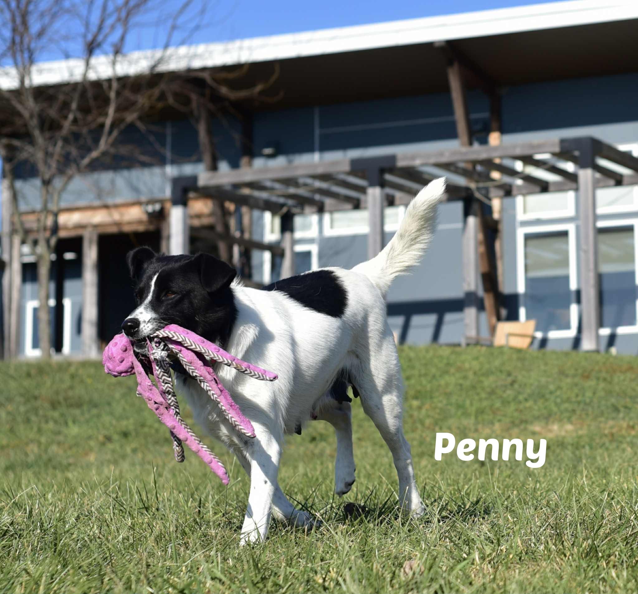 Enlarge Penny, a ADOPTABLE mixed breed in Seymour, IN image 3/4