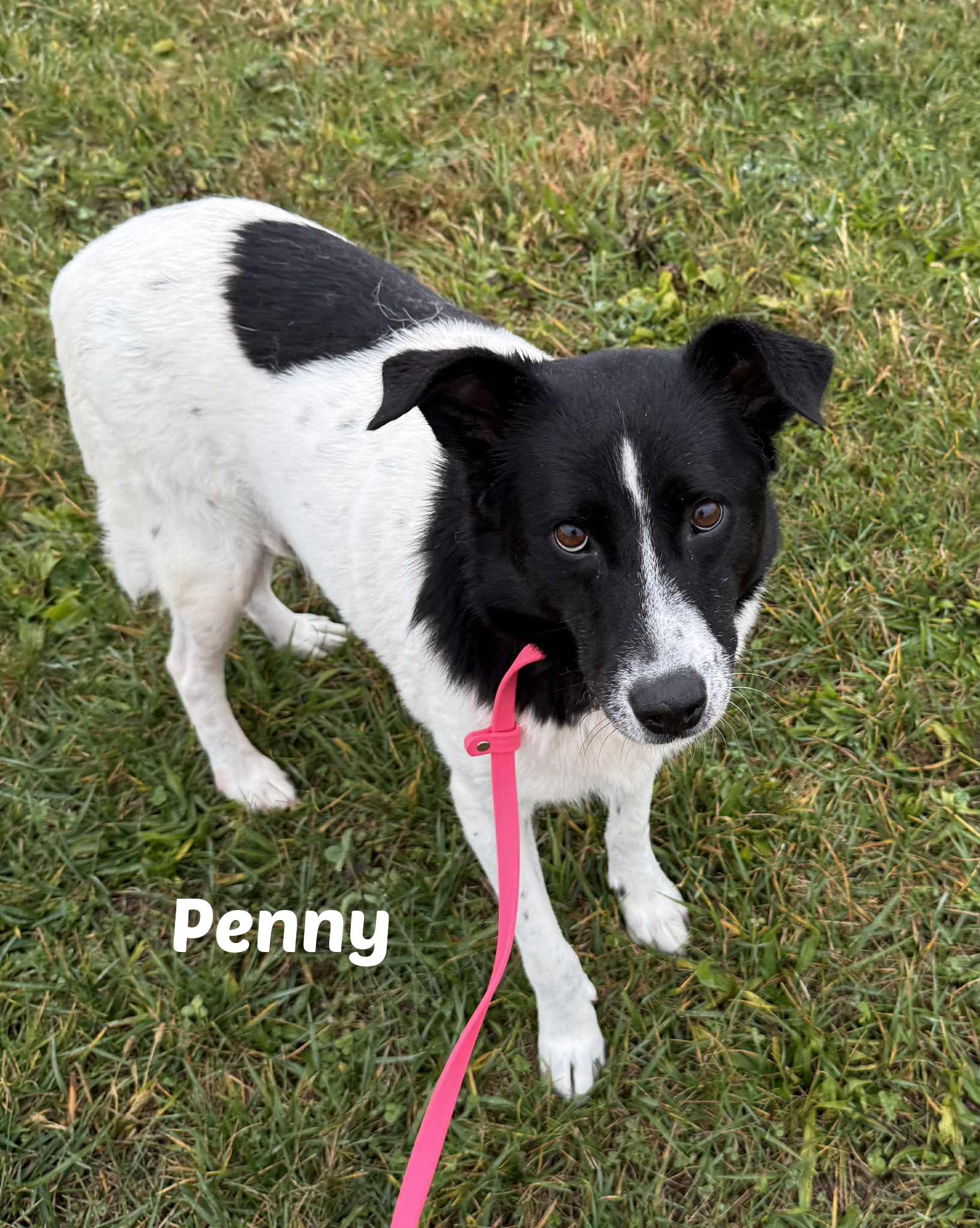 Penny, ADOPTABLE, Young Female Border Collie & Labrador Retriever.