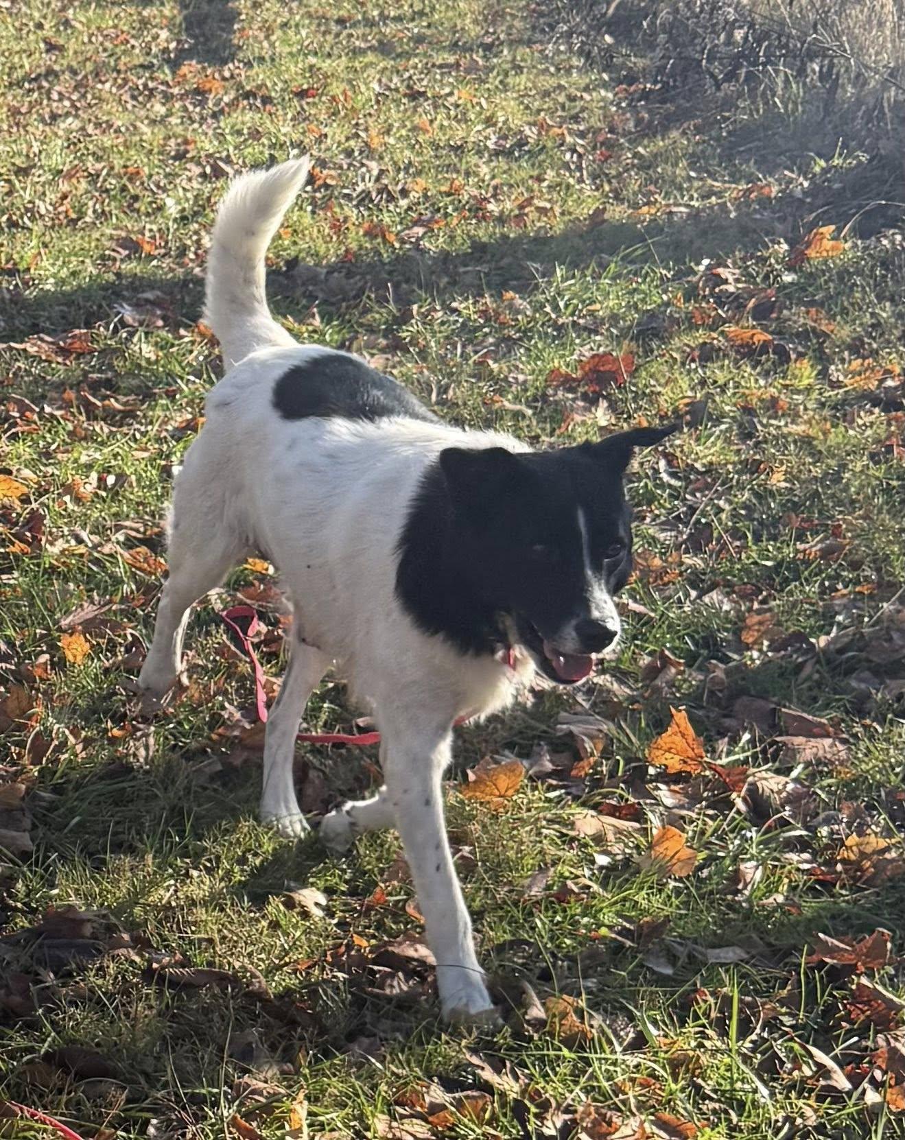 Enlarge Penny, a ADOPTABLE mixed breed in Seymour, IN image 4/4
