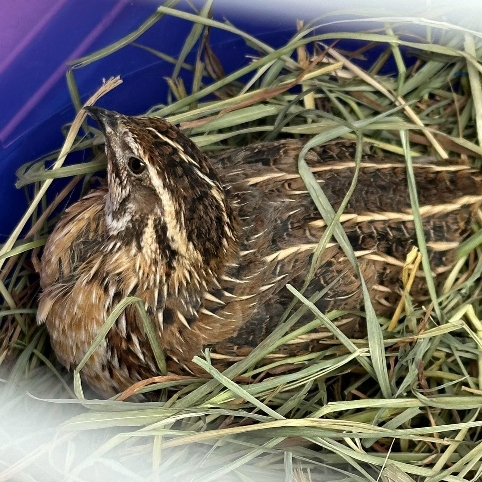 Enlarge Zayn, a Adoptable Quail in Burlingame, CA image 1/2