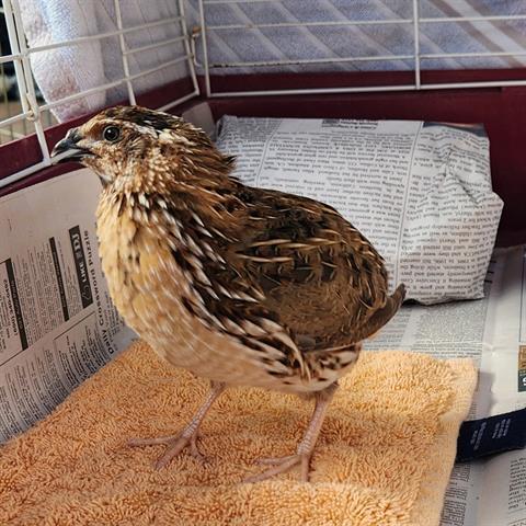 Enlarge Zayn, a Adoptable Quail in Burlingame, CA image 2/2