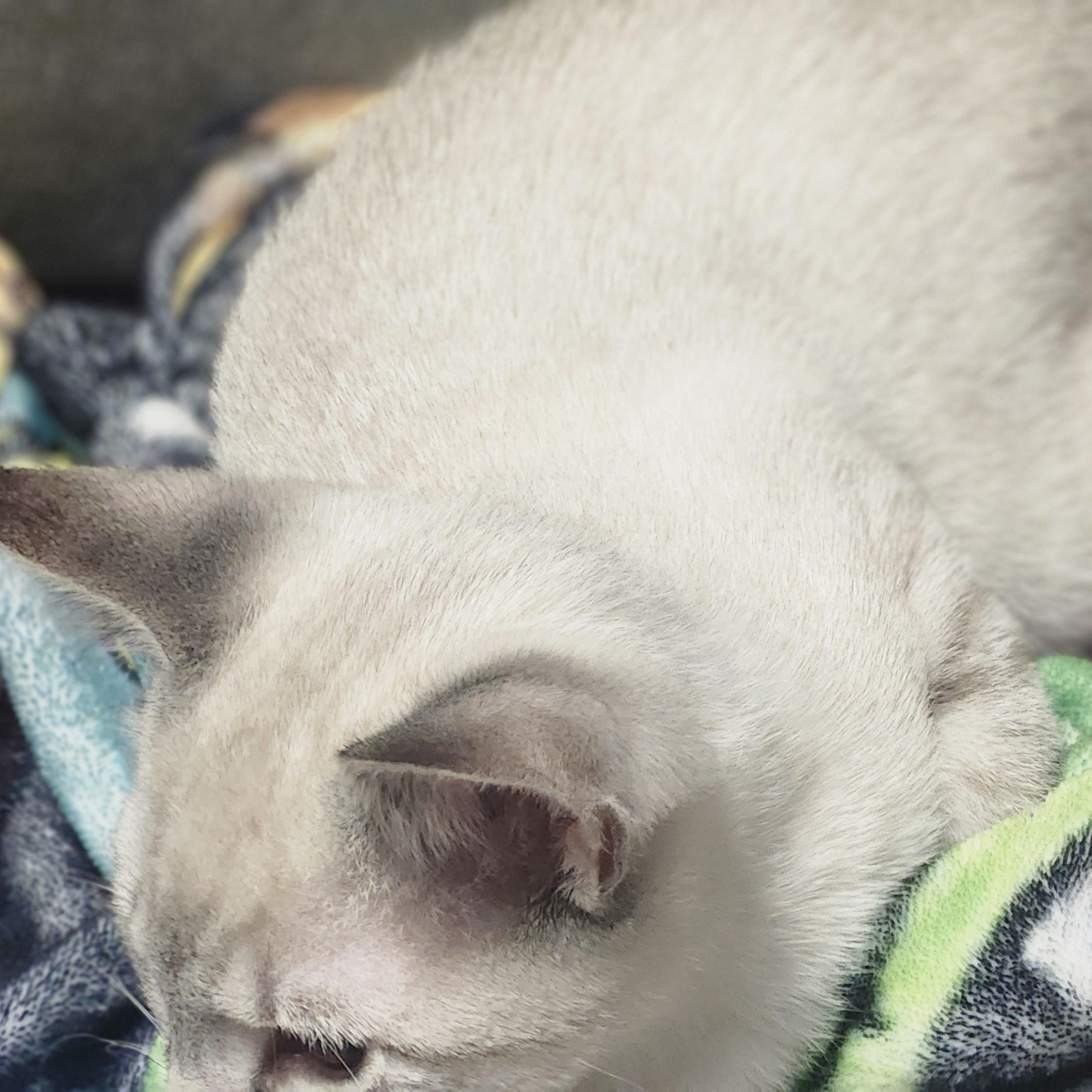 Marshmellow, adopted, Young Female Domestic Short Hair.