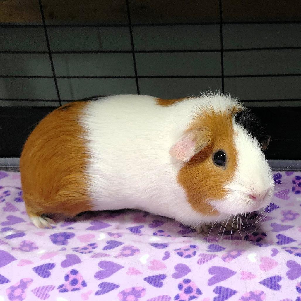 Penny, Adoptable, Adult Female Guinea Pig.