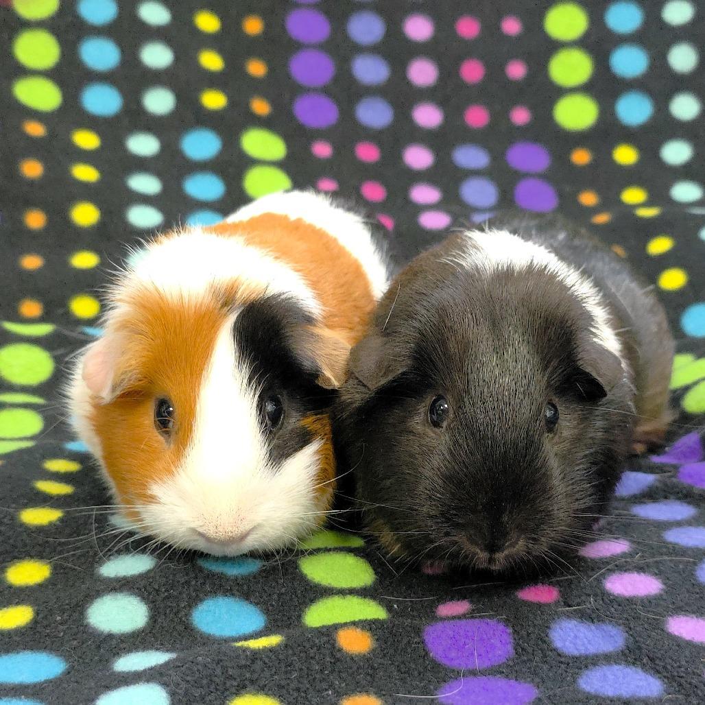 Enlarge Penny, a Adoptable Guinea Pig in Michigan City, IN image 2/6