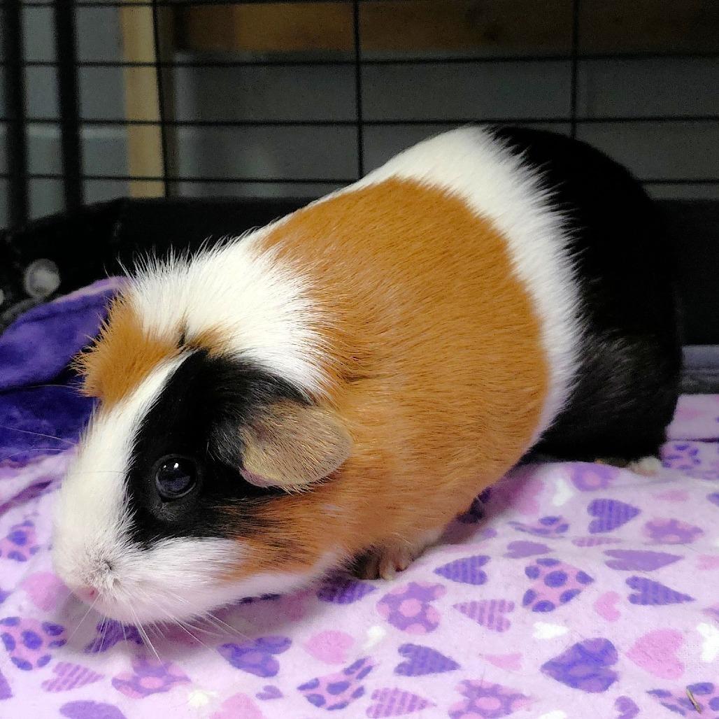 Enlarge Penny, a Adoptable Guinea Pig in Michigan City, IN image 3/6