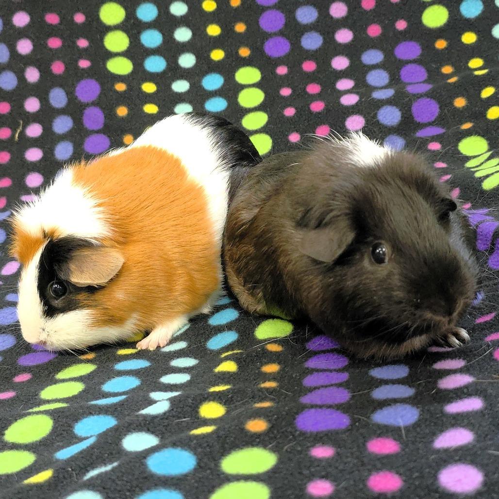 Enlarge Penny, a Adoptable Guinea Pig in Michigan City, IN image 4/6