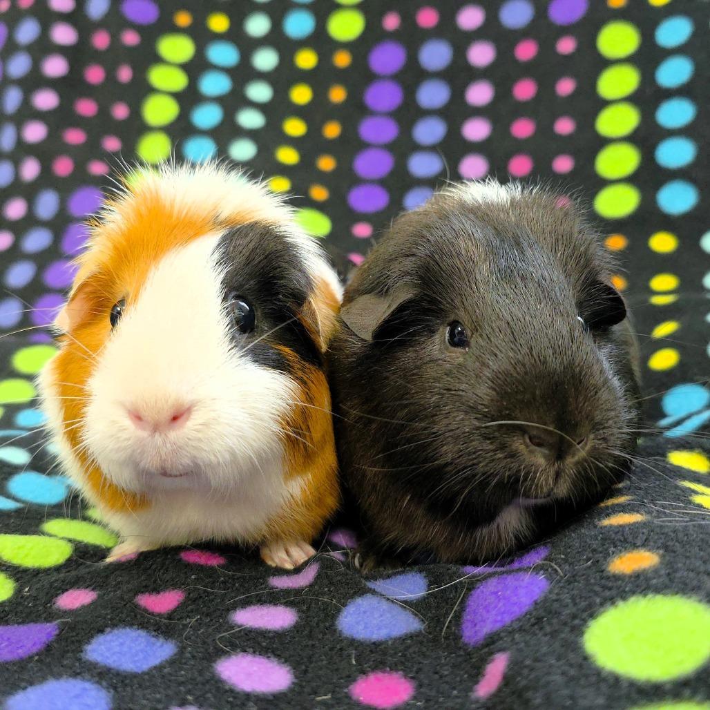 Enlarge Penny, a Adoptable Guinea Pig in Michigan City, IN image 5/6
