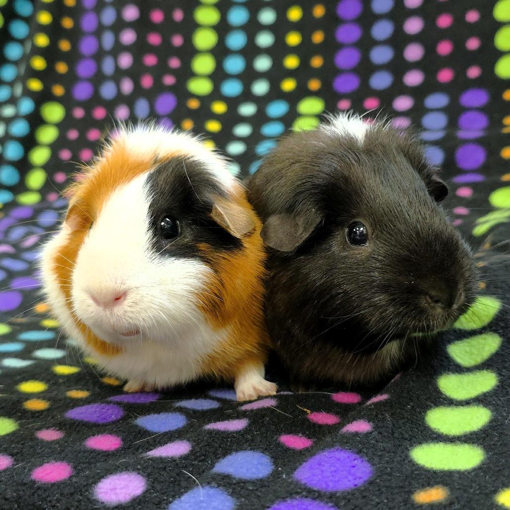 Enlarge Penny, a Adoptable Guinea Pig in Michigan City, IN image 6/6