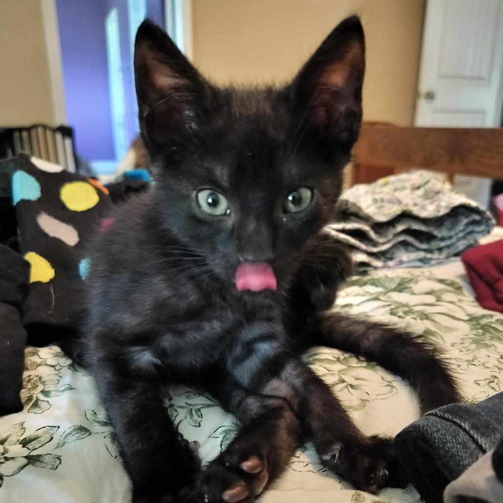 Enlarge Catsby, a Adoptable Domestic Short Hair in Hinesville, GA image 2/5