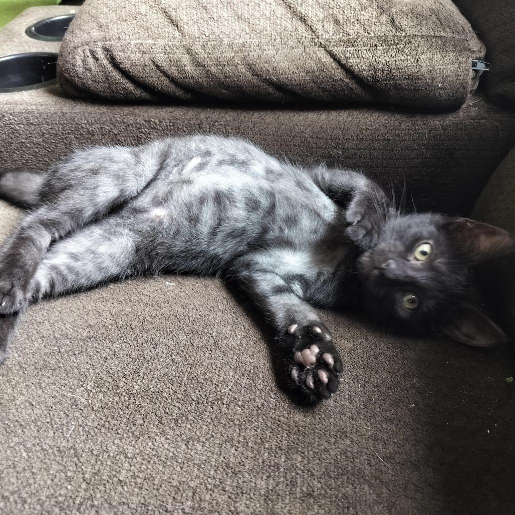 Enlarge Catsby, a Adoptable Domestic Short Hair in Hinesville, GA image 3/5