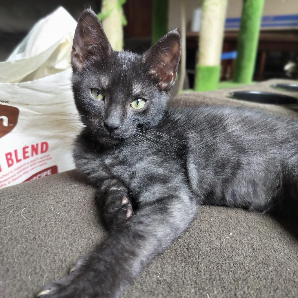 Enlarge Catsby, a Adoptable Domestic Short Hair in Hinesville, GA image 4/5
