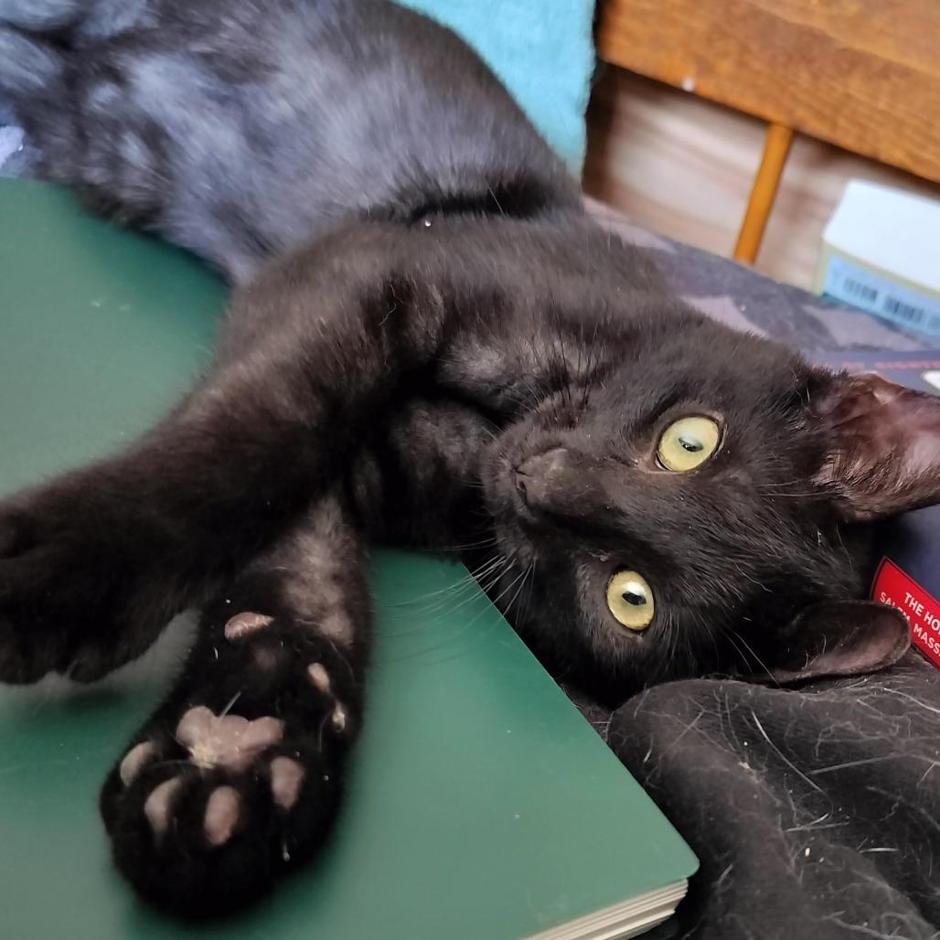 Enlarge Catsby, a Adoptable Domestic Short Hair in Hinesville, GA image 5/5