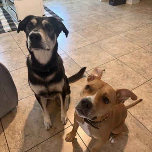 Sparrow, Adoptable, Young Male Boxer & Mixed Breed.