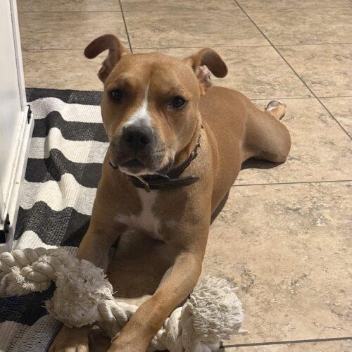 Enlarge Sparrow, a Adoptable mixed breed in Glendale, AZ image 2/4