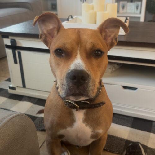 Enlarge Sparrow, a Adoptable mixed breed in Glendale, AZ image 3/4