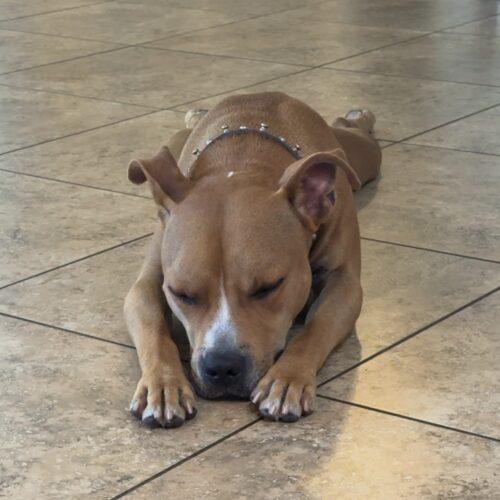 Enlarge Sparrow, a Adoptable mixed breed in Glendale, AZ image 4/4