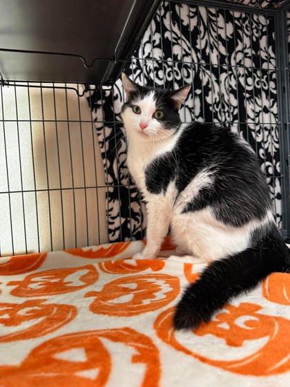 Enlarge R.I.P., a Adoptable mixed breed in Aberdeen, SD image 1/3