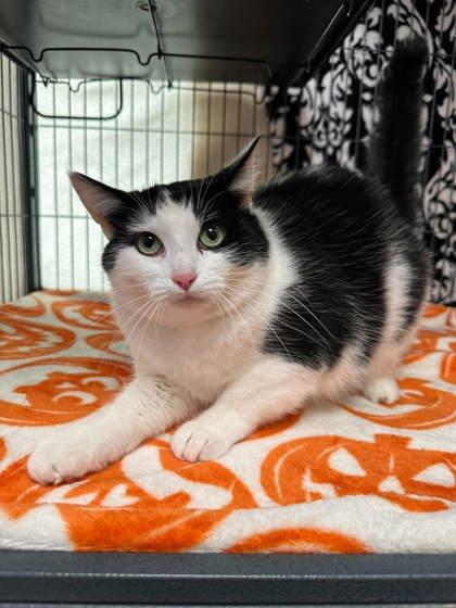 Enlarge R.I.P., a Adoptable mixed breed in Aberdeen, SD image 2/3