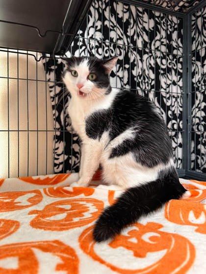 Enlarge R.I.P., a Adoptable mixed breed in Aberdeen, SD image 3/3