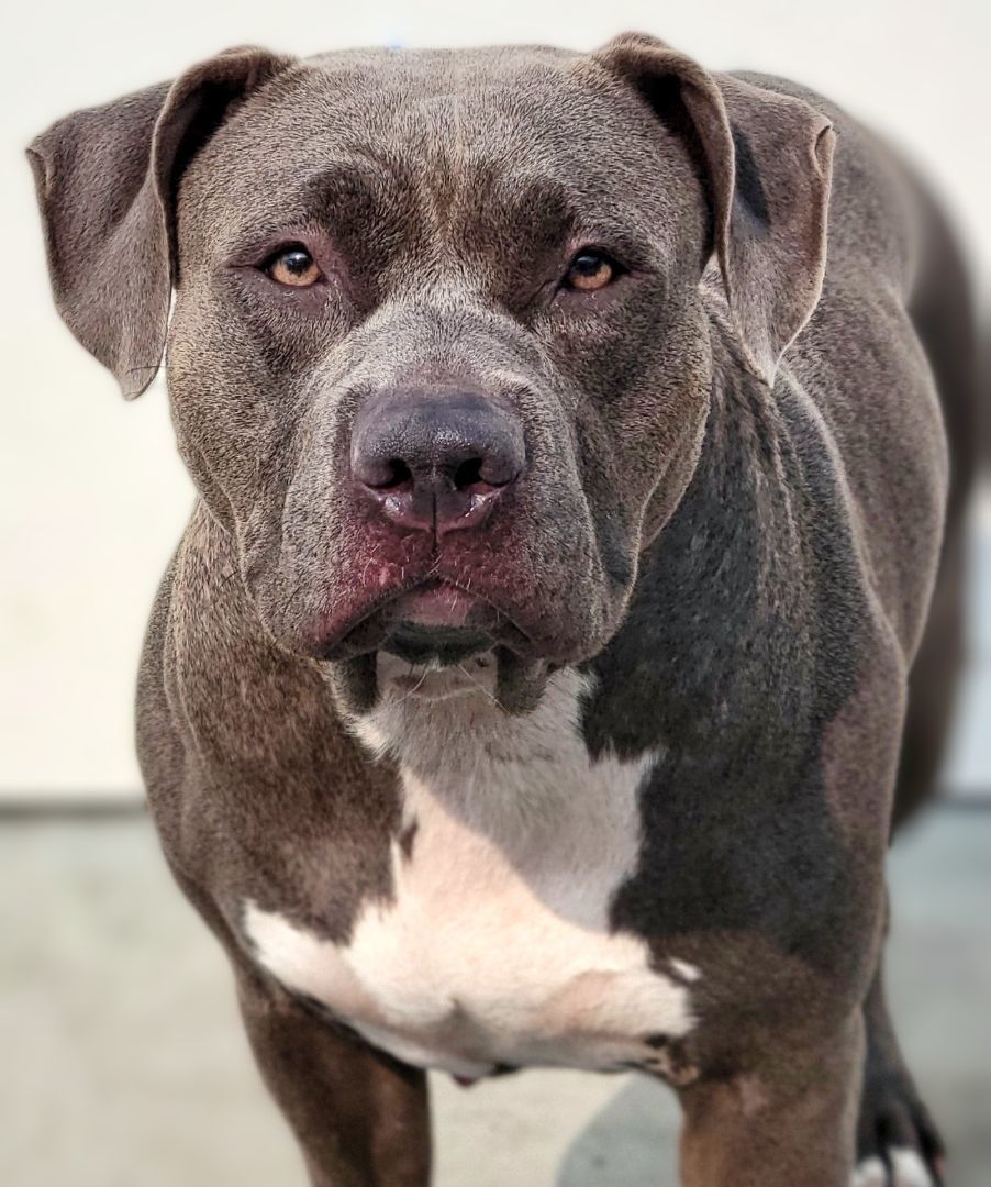 Enlarge 23-319 Shyra, a Adoptable Pit Bull Terrier in Amityville, NY image 1/10