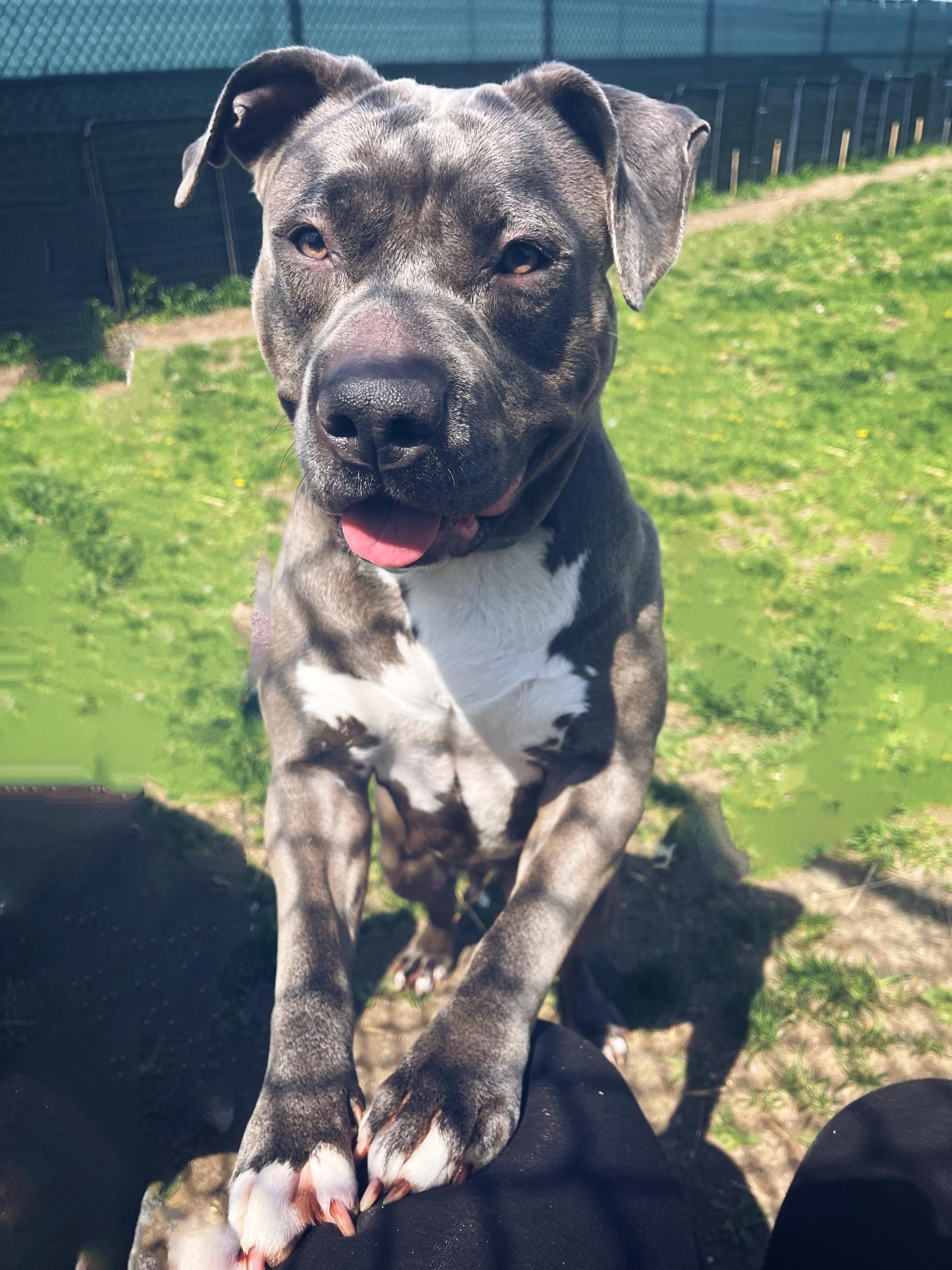 Enlarge 23-319 Shyra, a Adoptable Pit Bull Terrier in Amityville, NY image 2/10