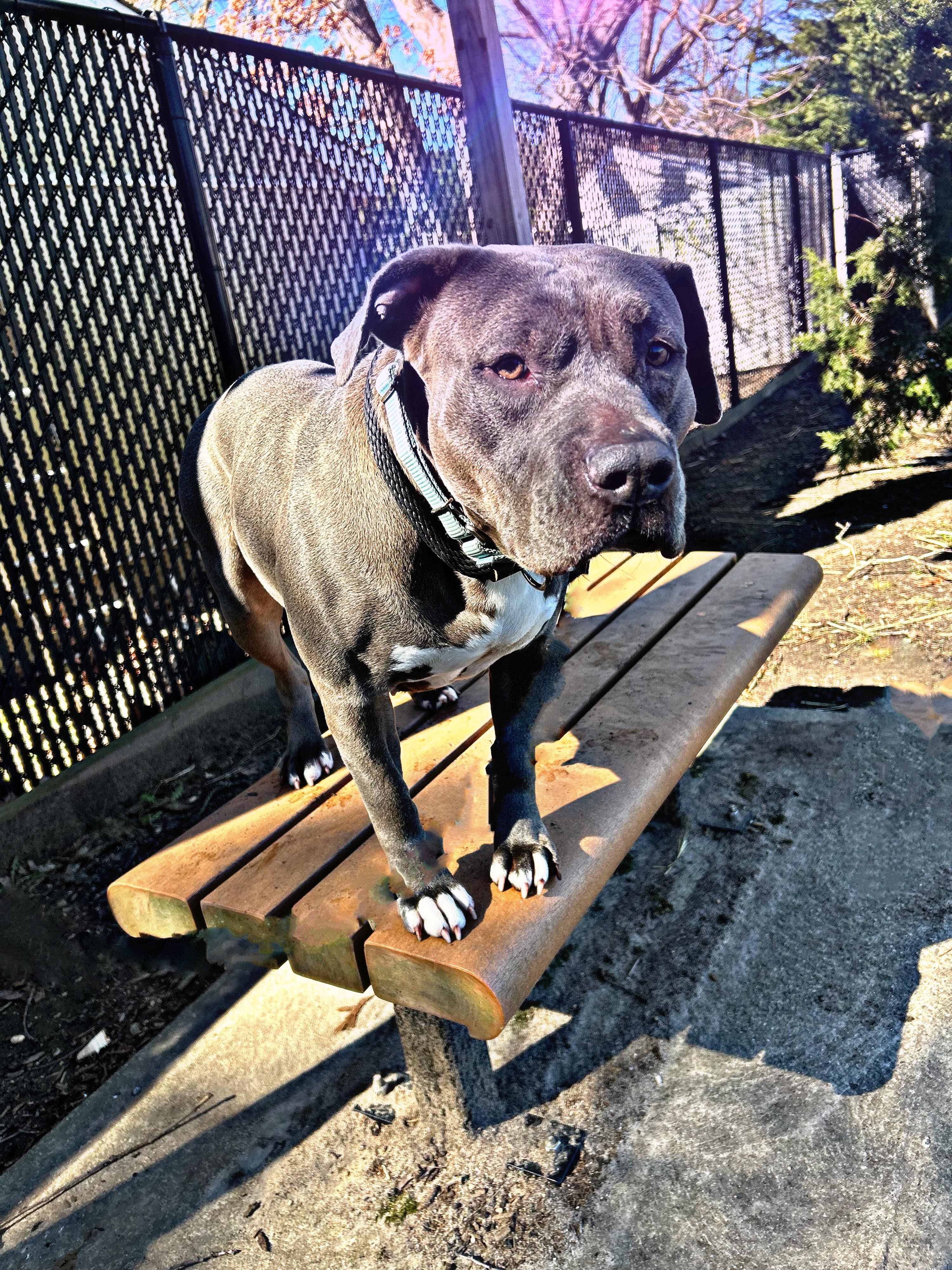 Enlarge 23-319 Shyra, a Adoptable Pit Bull Terrier in Amityville, NY image 3/10