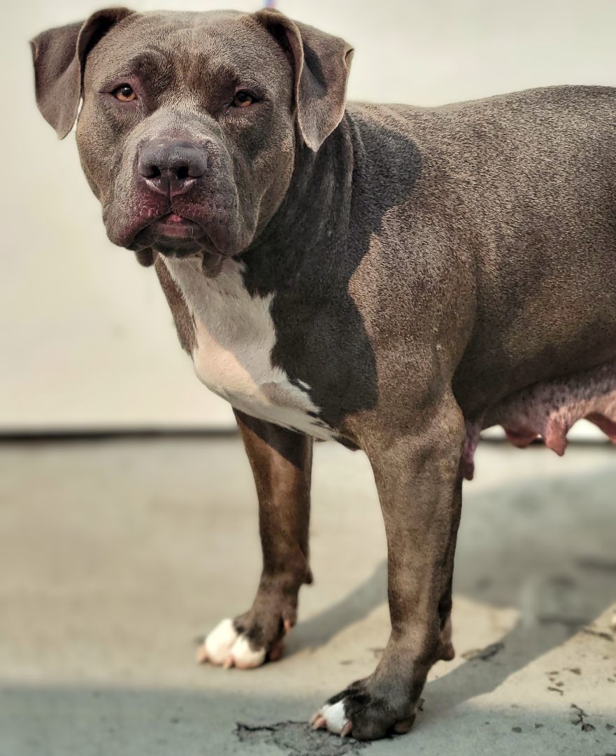 Enlarge 23-319 Shyra, a Adoptable Pit Bull Terrier in Amityville, NY image 4/10