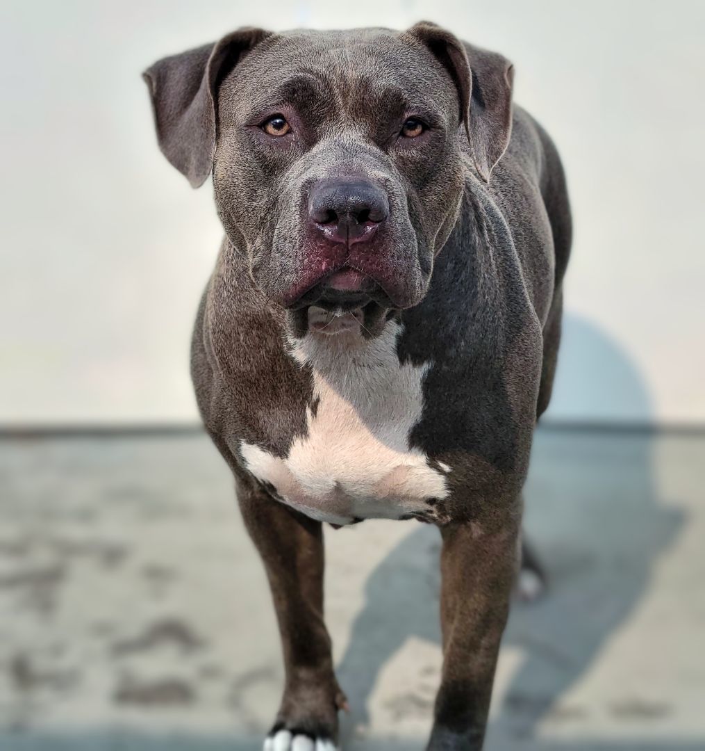 Enlarge 23-319 Shyra, a Adoptable Pit Bull Terrier in Amityville, NY image 5/10