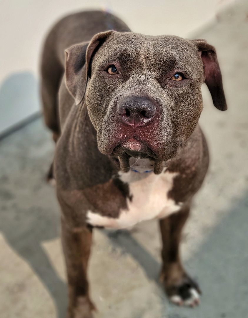 Enlarge 23-319 Shyra, a Adoptable Pit Bull Terrier in Amityville, NY image 6/10