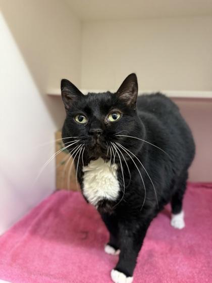 Enlarge Ms Kitty, a Adoptable mixed breed in Harbor Springs, MI image 1/1