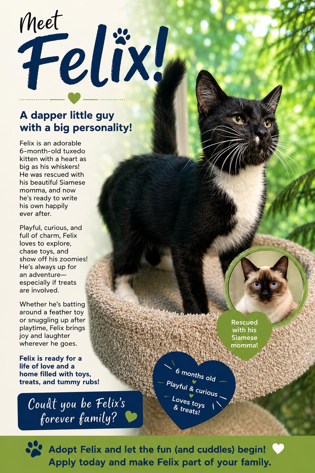 Felix, an adopted Tuxedo in Danbury, CT image 2/2