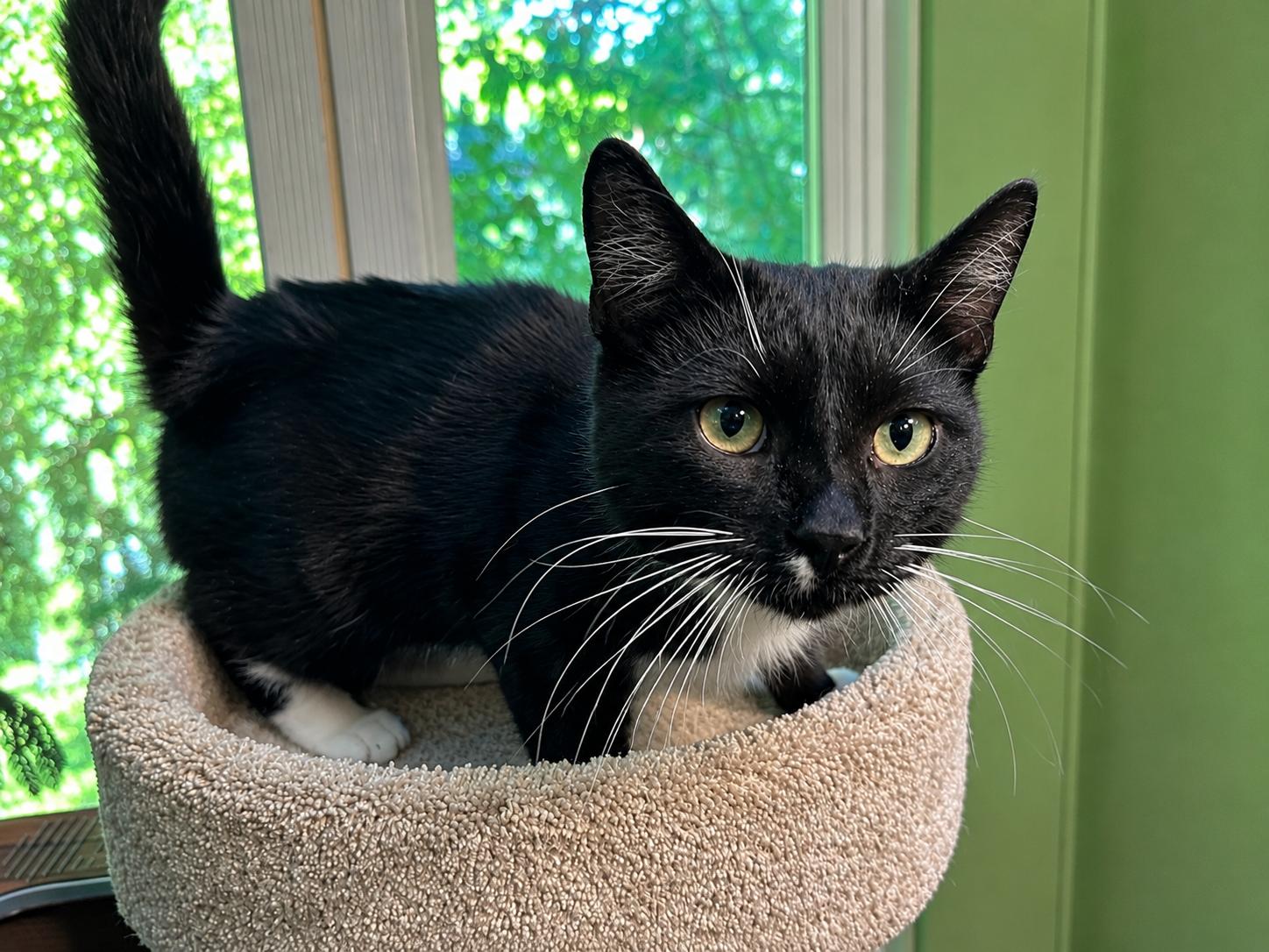Felix, adopted, Young Male Tuxedo.