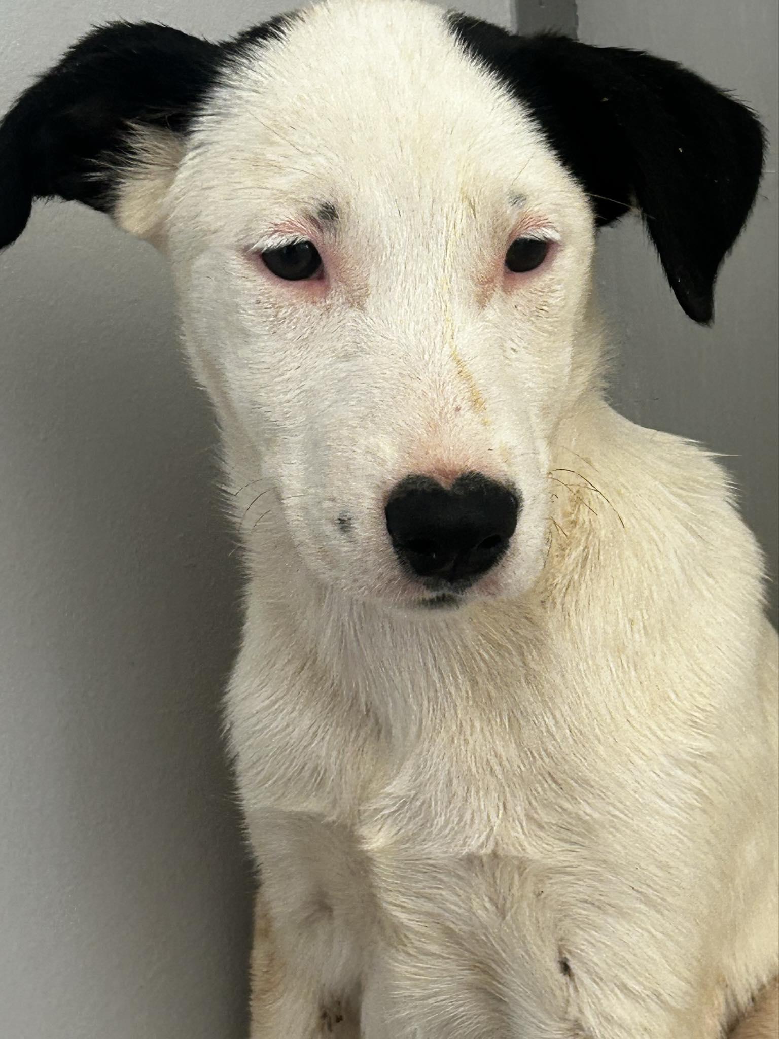 Gwenny, an adoptable Catahoula Leopard Dog & Australian Shepherd Mix in Socorro, NM_image-1